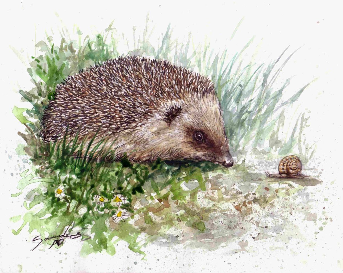 Ежонок рисунок