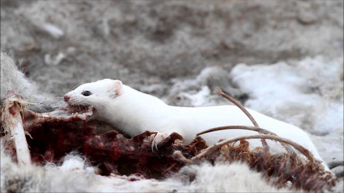 Белая норка зверек