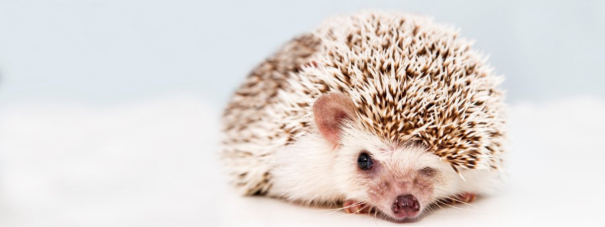 Фон с ежиками