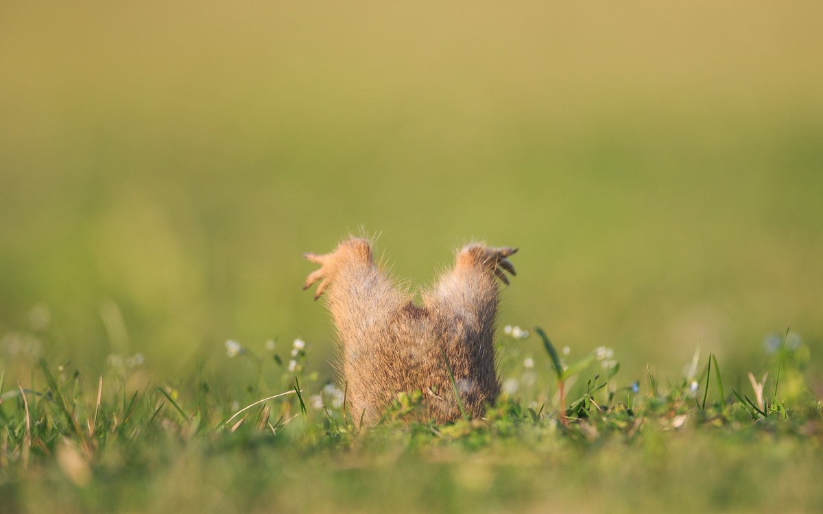 Фото зайца Мем 2020 на экран блокировки виндоус 10