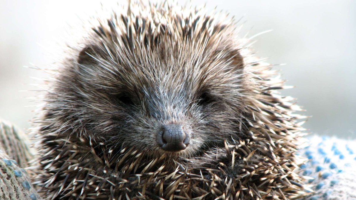 Ежик фото