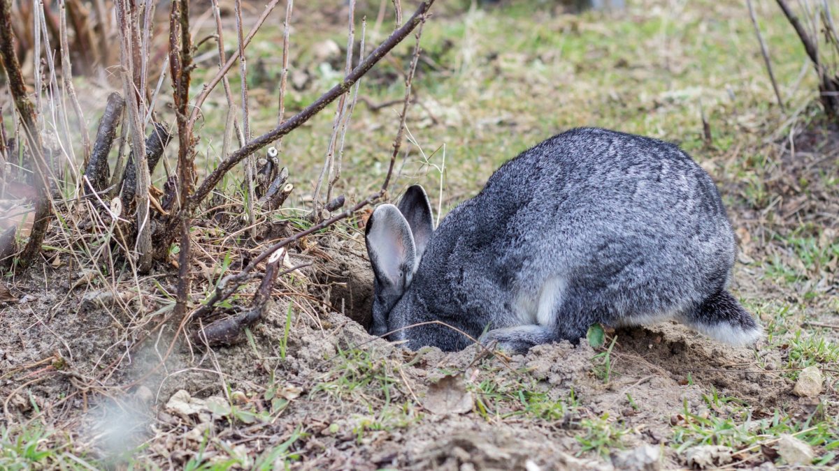 Крольчиха Нора