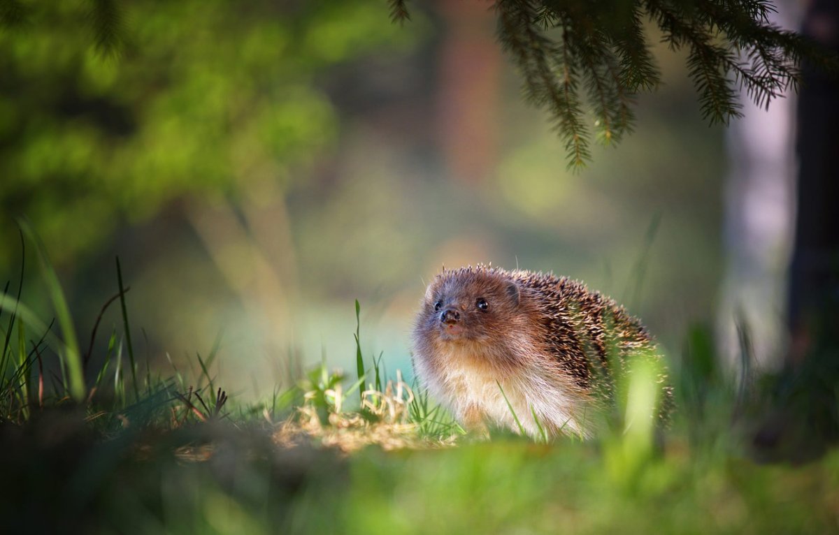 Ежи в лесу