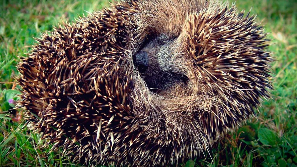 Свернувшийся еж