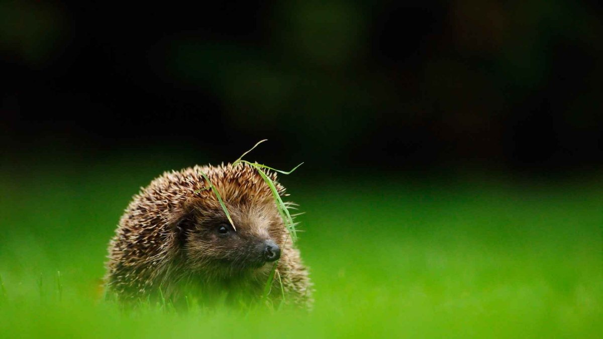 Картинки на рабочий стол Ежик