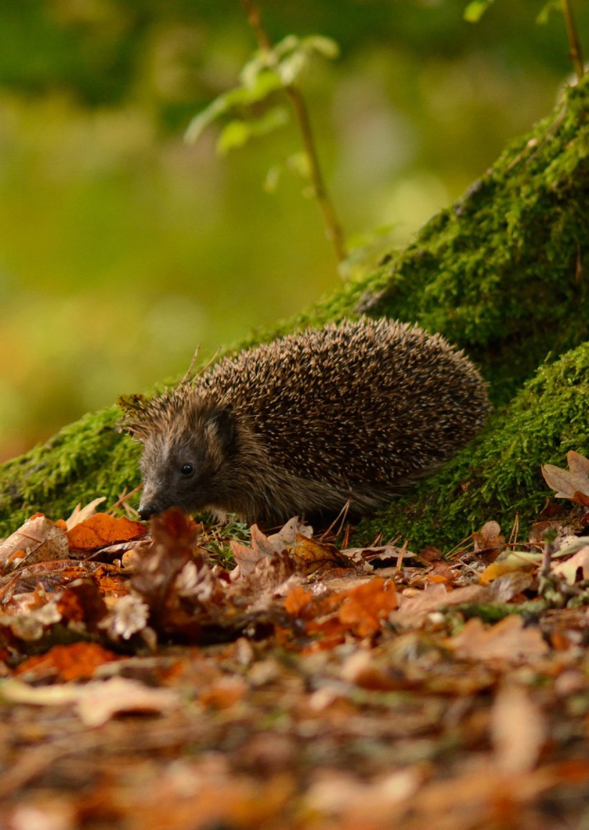 Еж ежата норка ежа