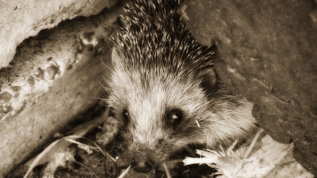 Еж в норе