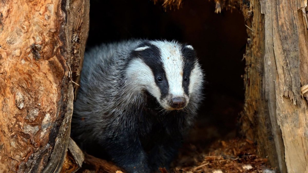 Барсук песчаный