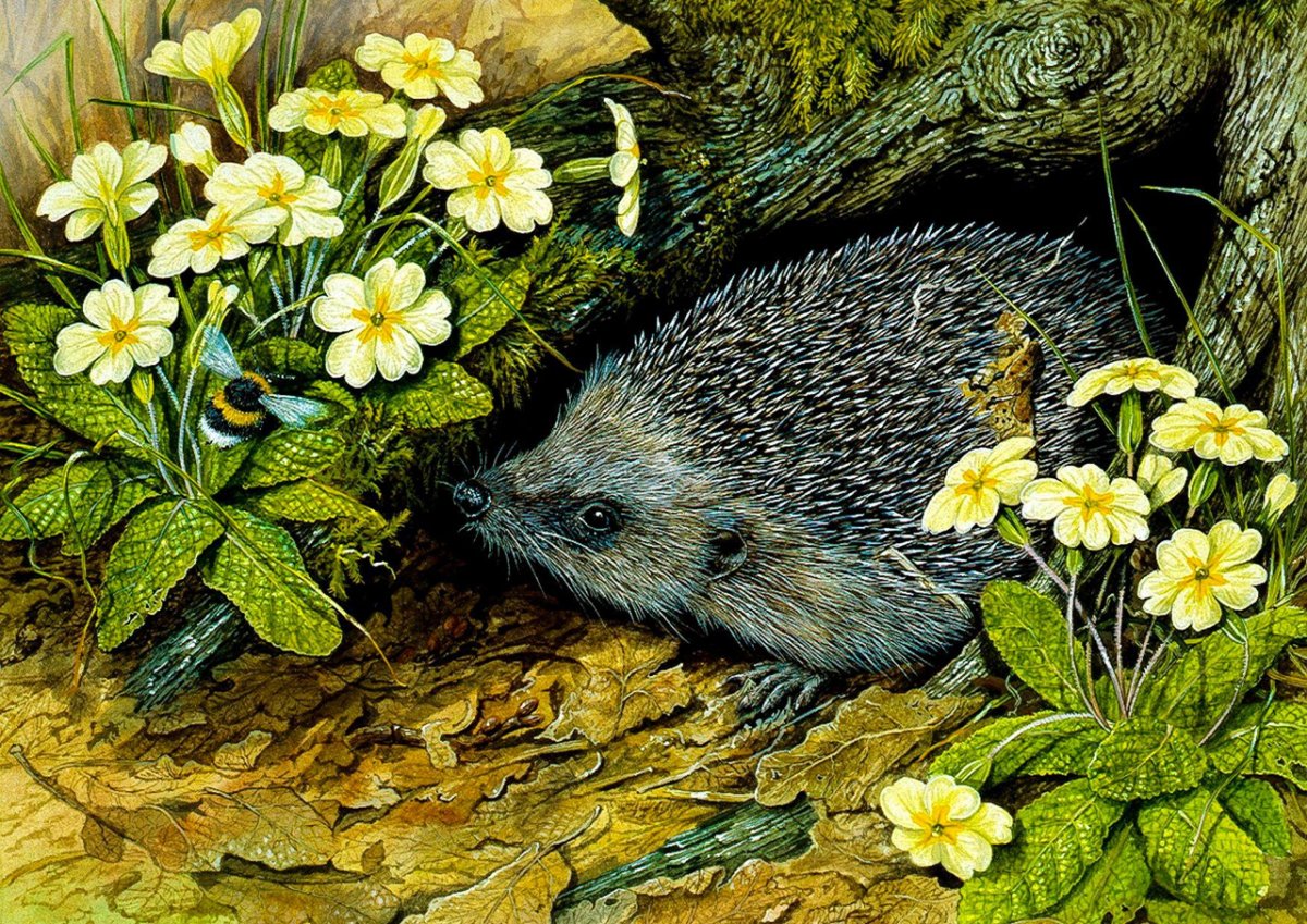 Ежик в норке