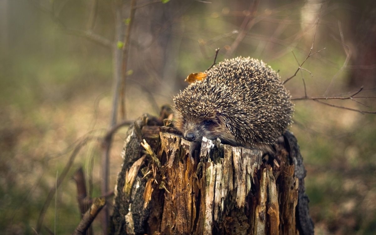 Ежик осенью