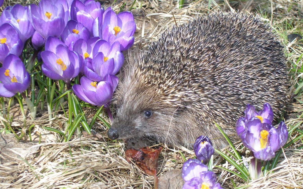 Животные весной