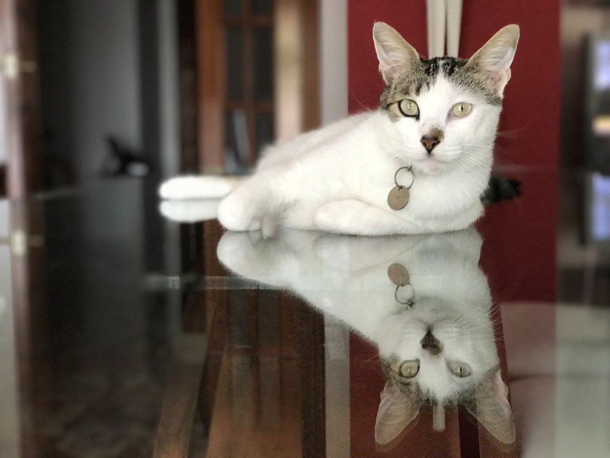 Картинка флопа кот