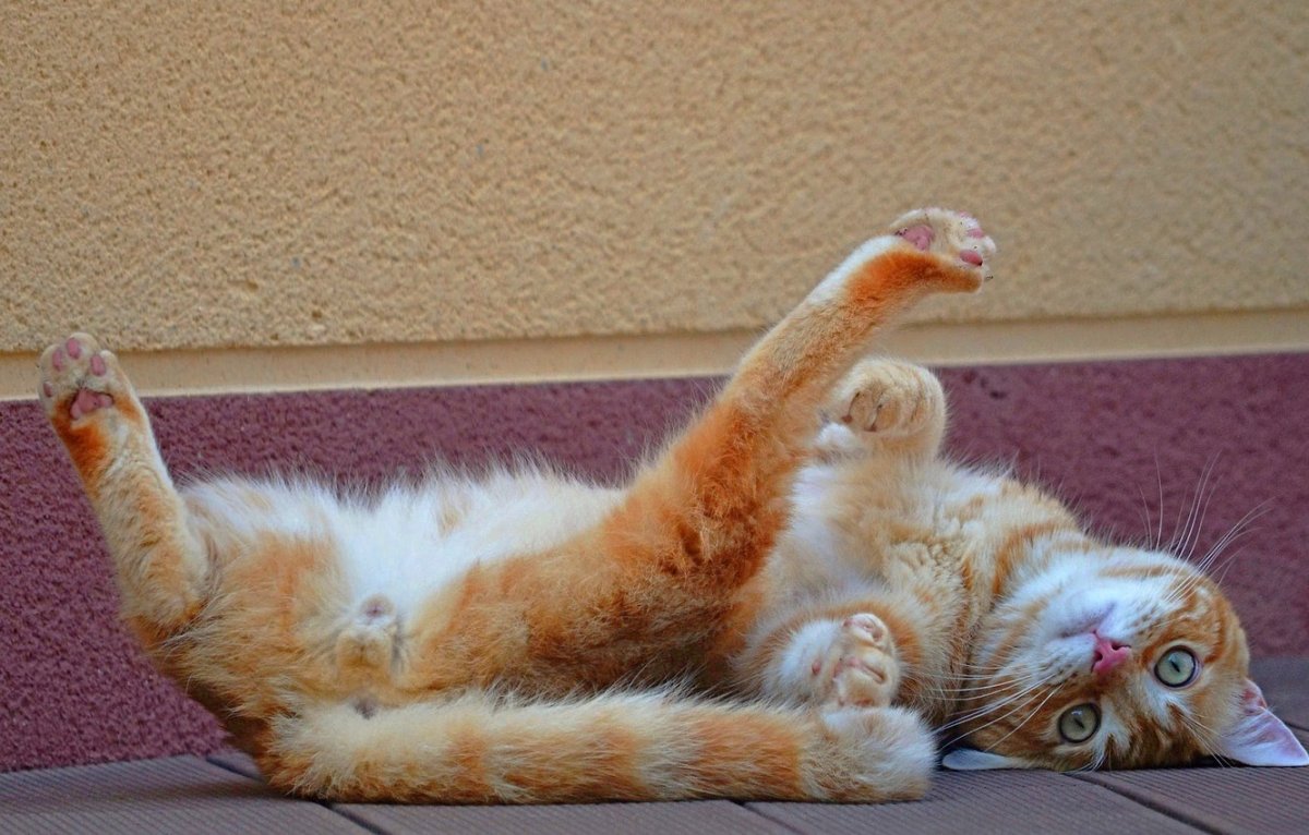 Рыжий котик лежит на спине