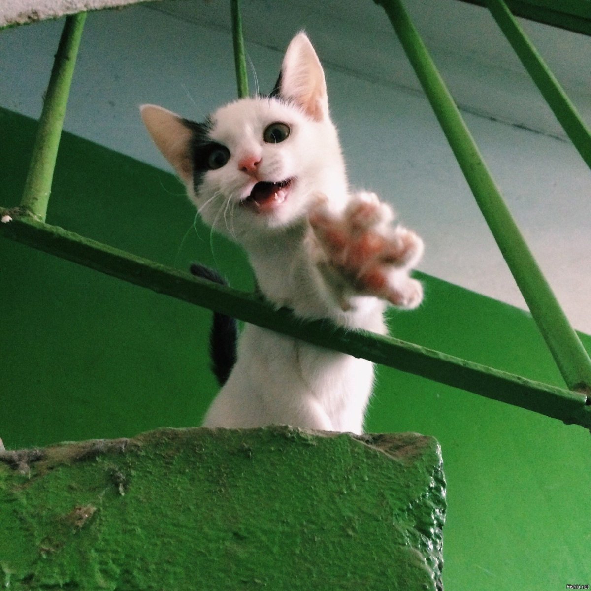 Зигующий кот