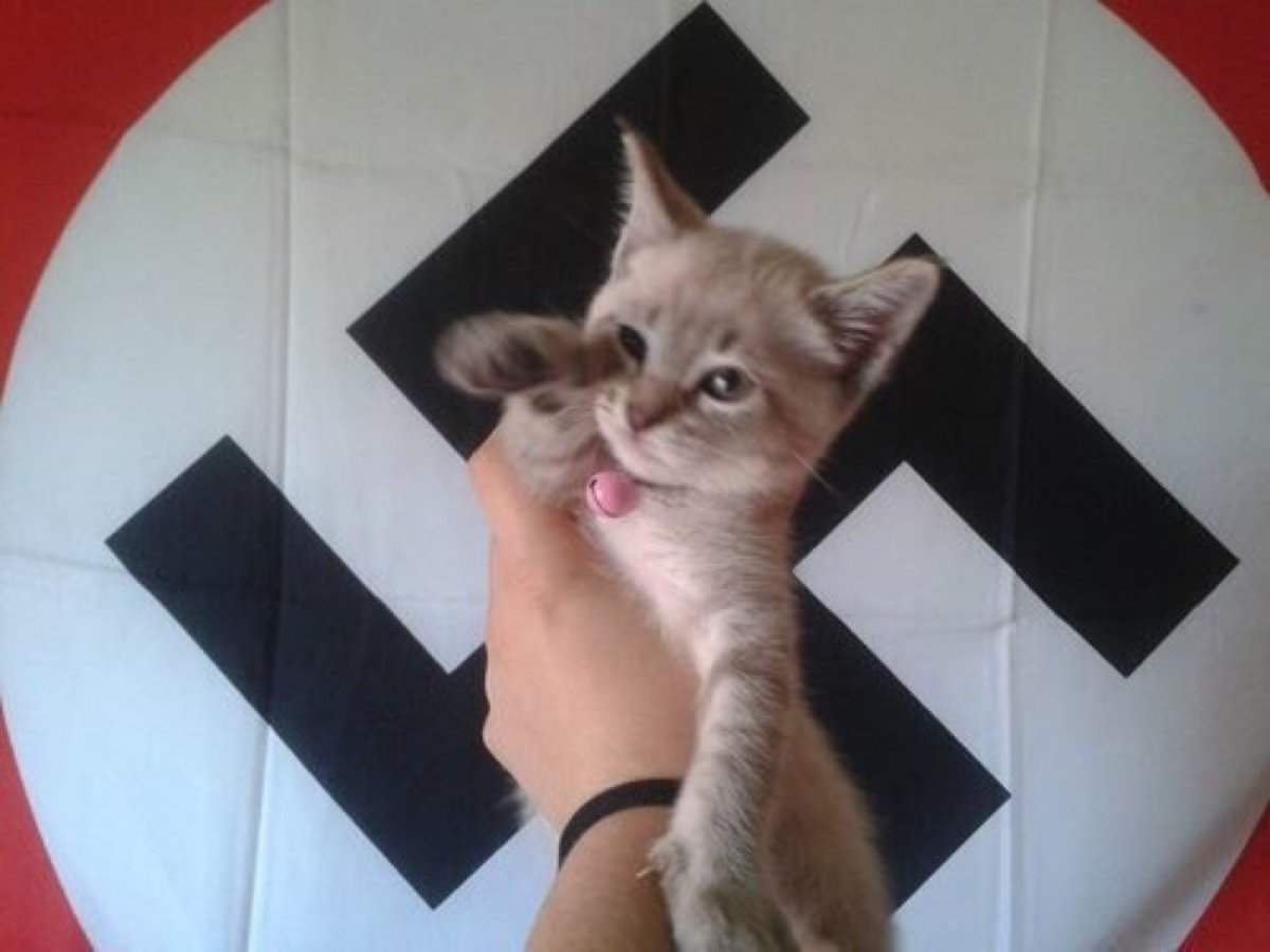 Кот кидает зигу