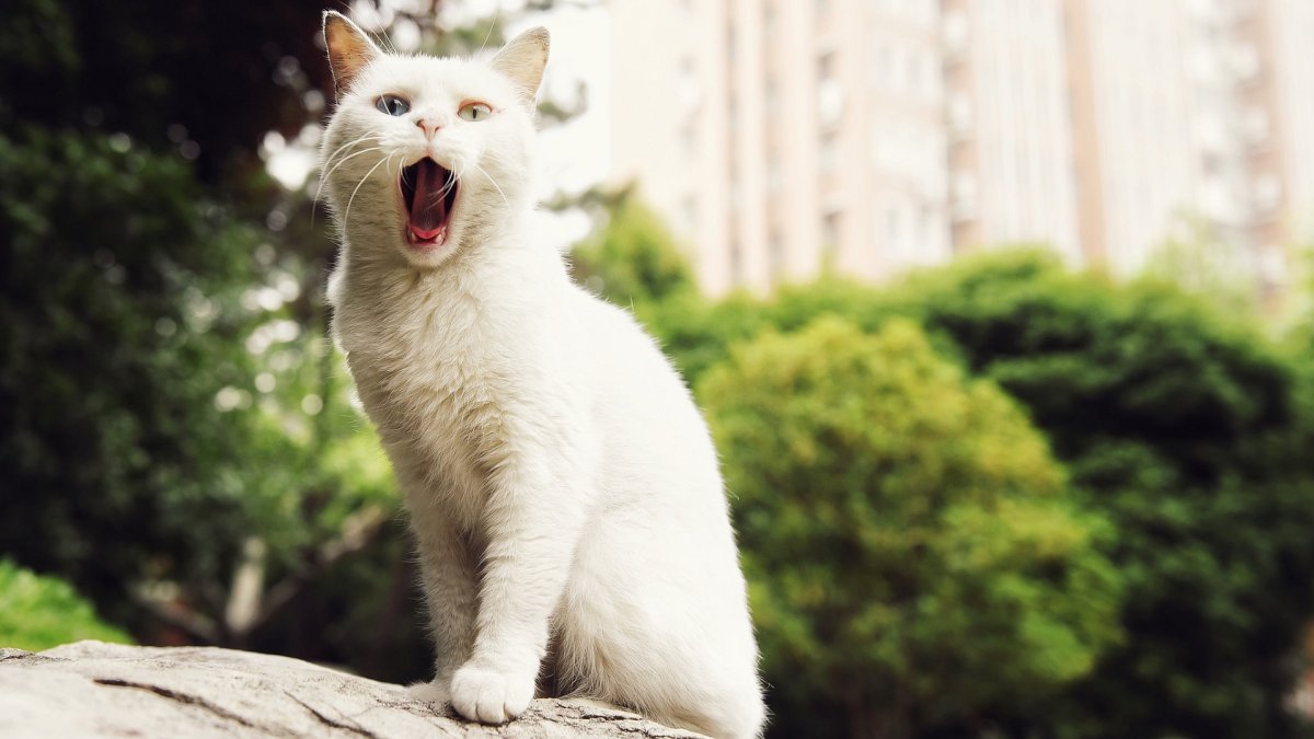 Белый кот зевает