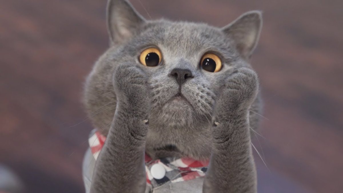 Кот Майкл AARONSANIMALS