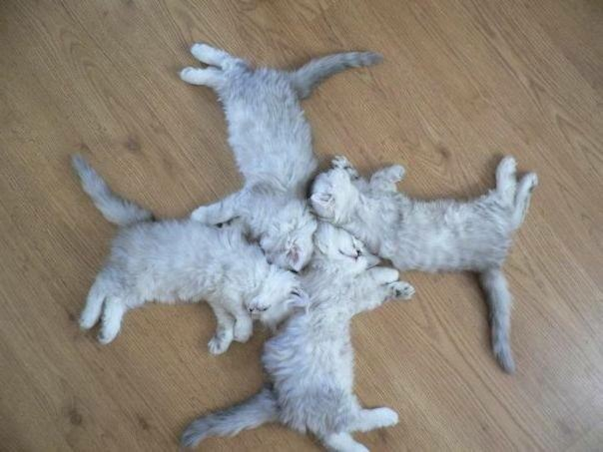 Котик со свастикой