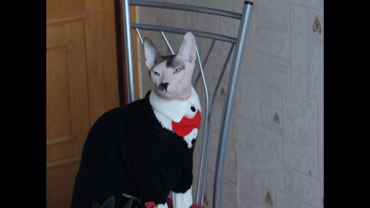 Кот Гитлер зигует