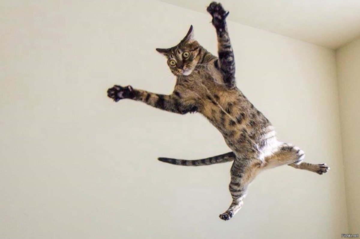 Кот падает