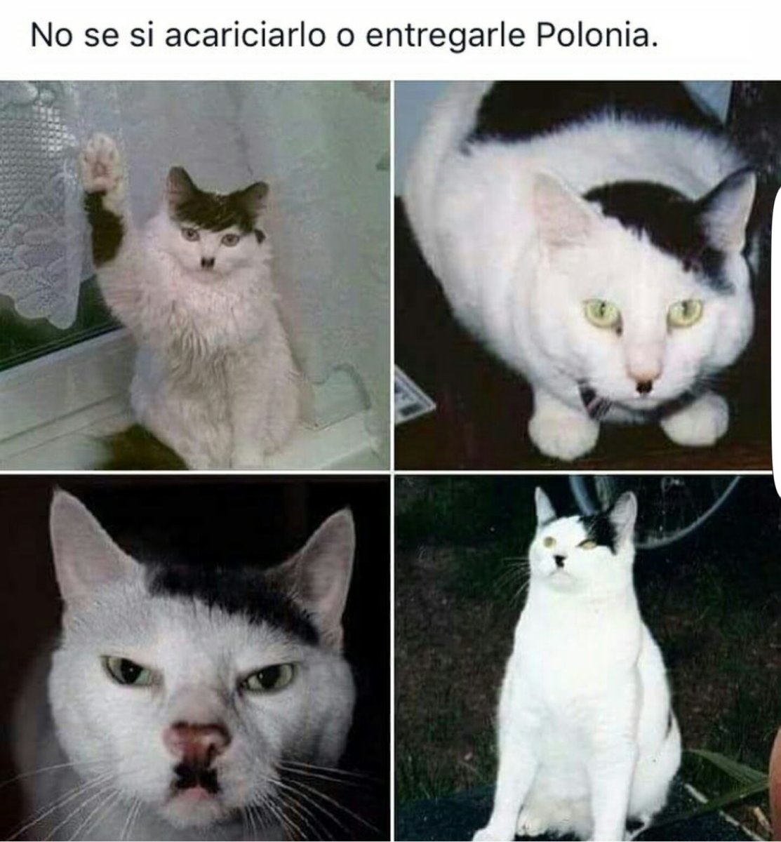 Кот Гитлер порода