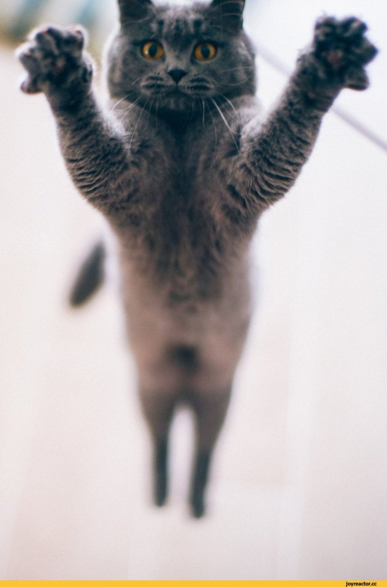 Котенок с поднятой лапой