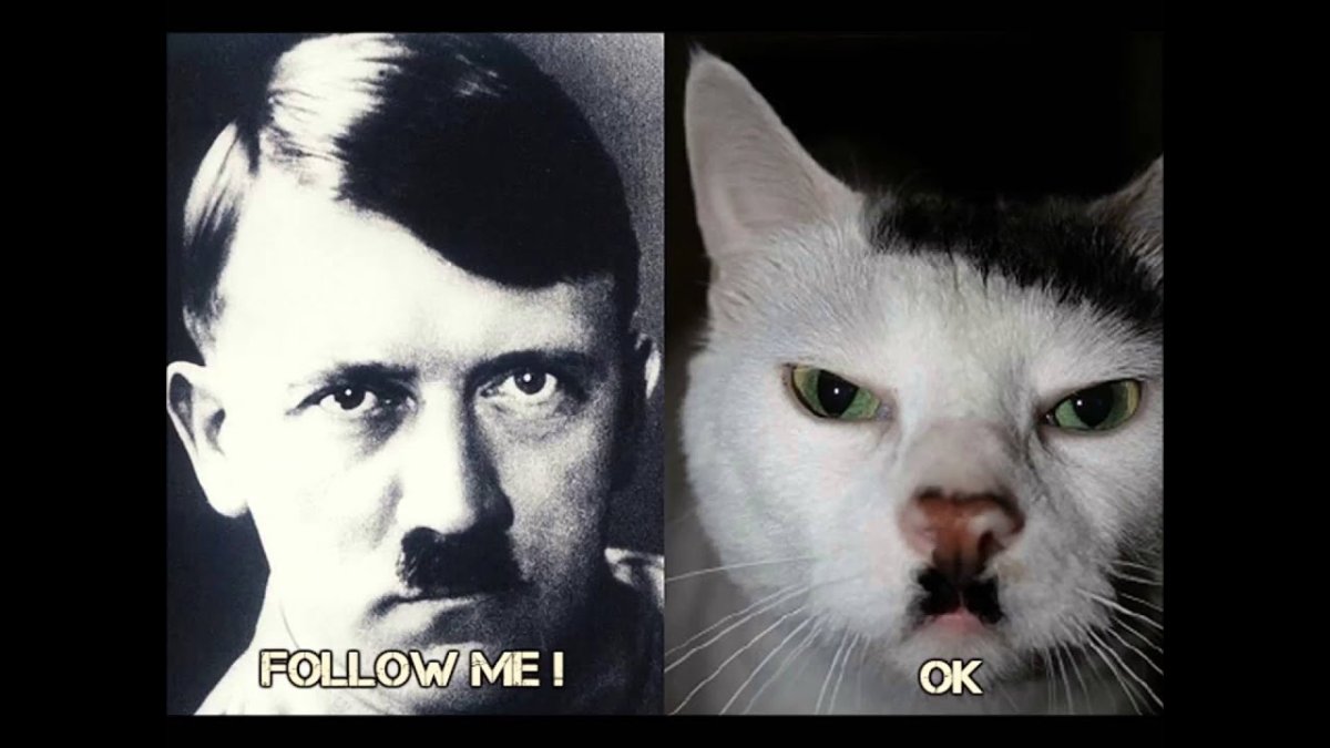 Кот Адольф Гитлер фото