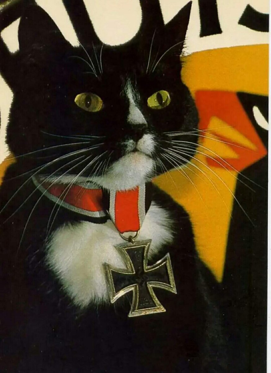 Фашистский кот