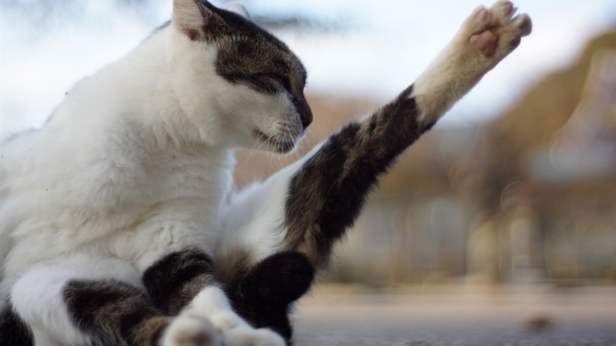 Зигующий кот