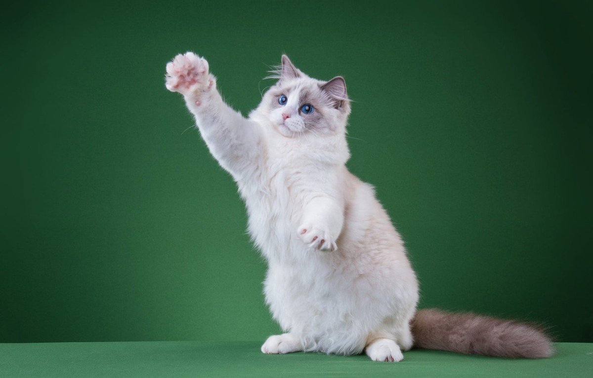 Котенок с поднятой лапой