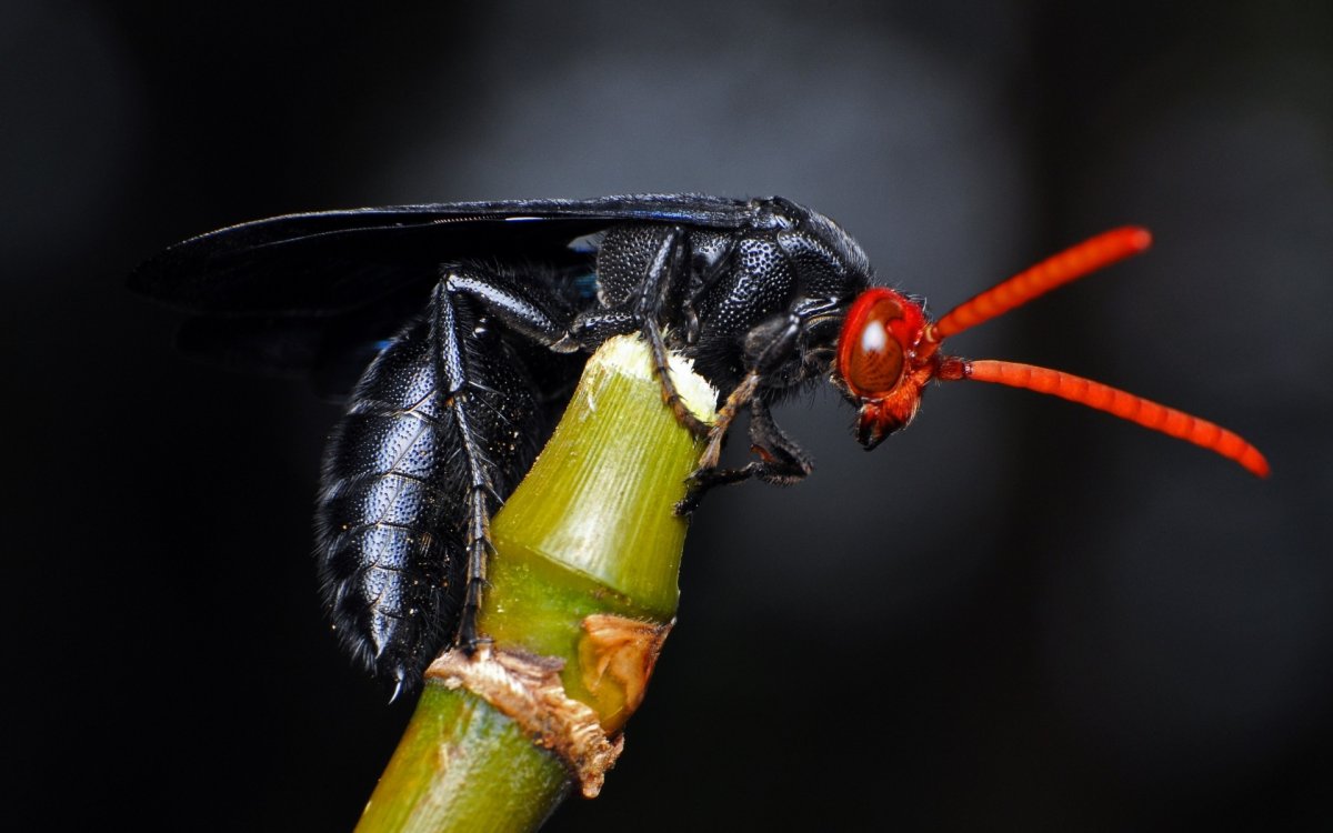 Чёрные осы насекомые
