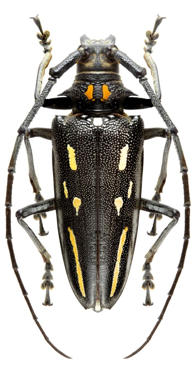 Жук усач хищник