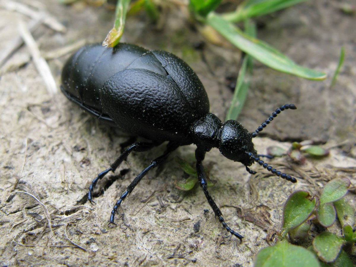 Маленький черный таракан