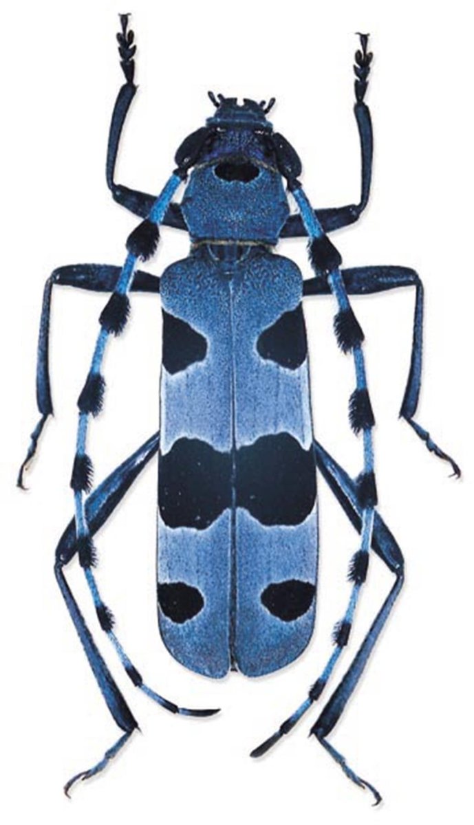 Альпийский усач