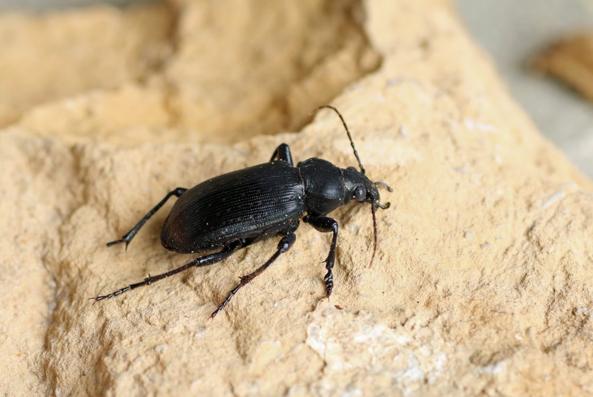 Жук-веероус (Rhipicera femorata)