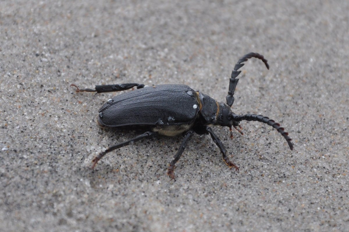 Полосатый Жук Пискун