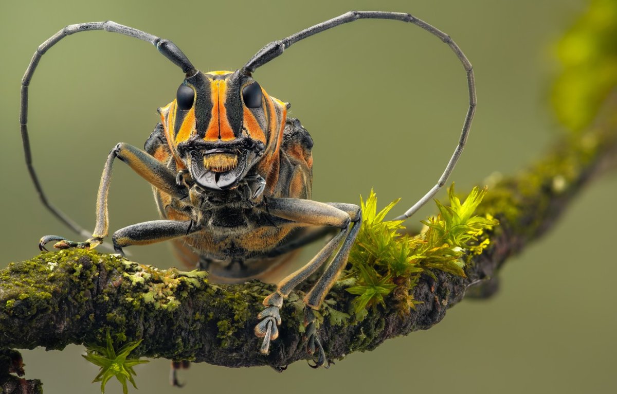 Жук лонгхорн