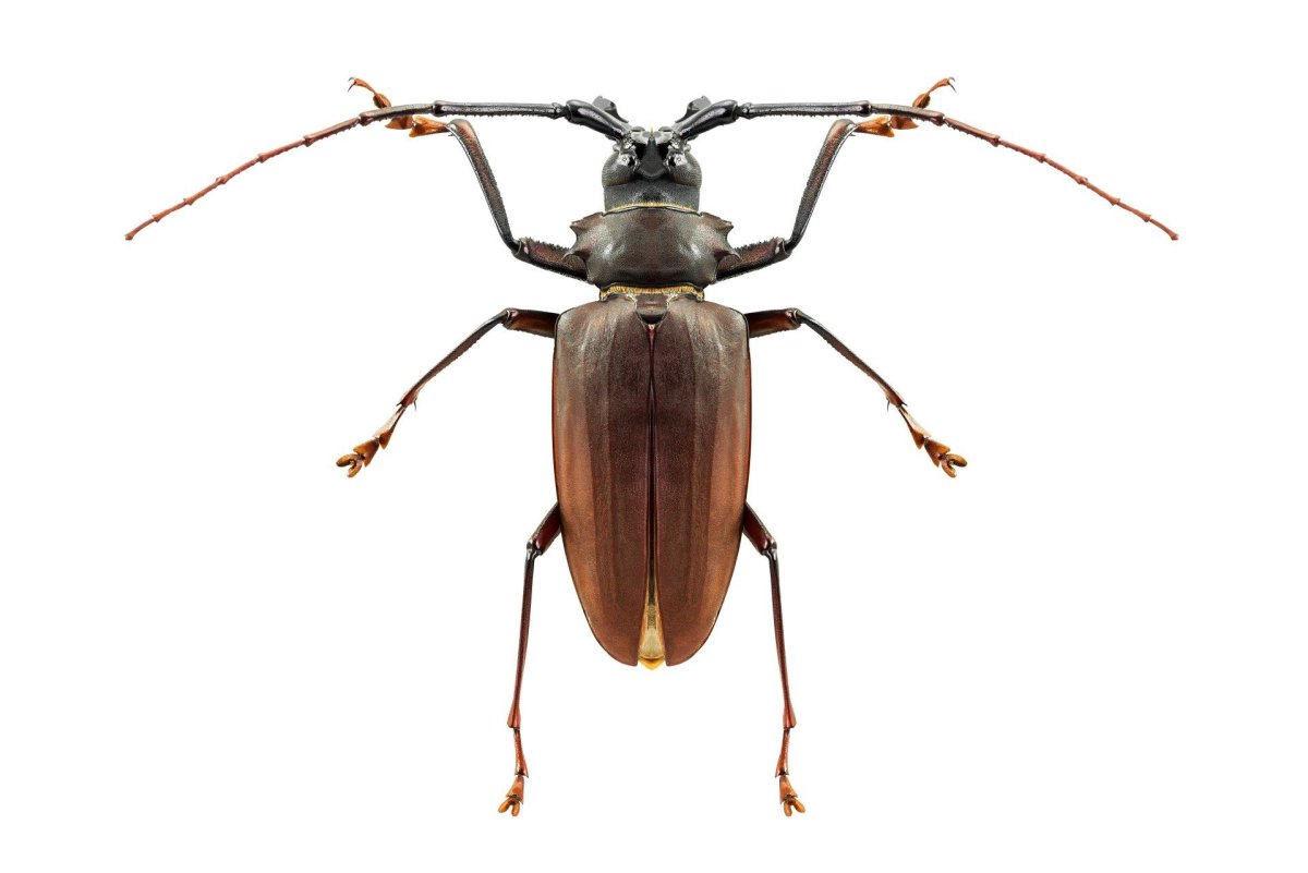 Жук усач на белом фоне