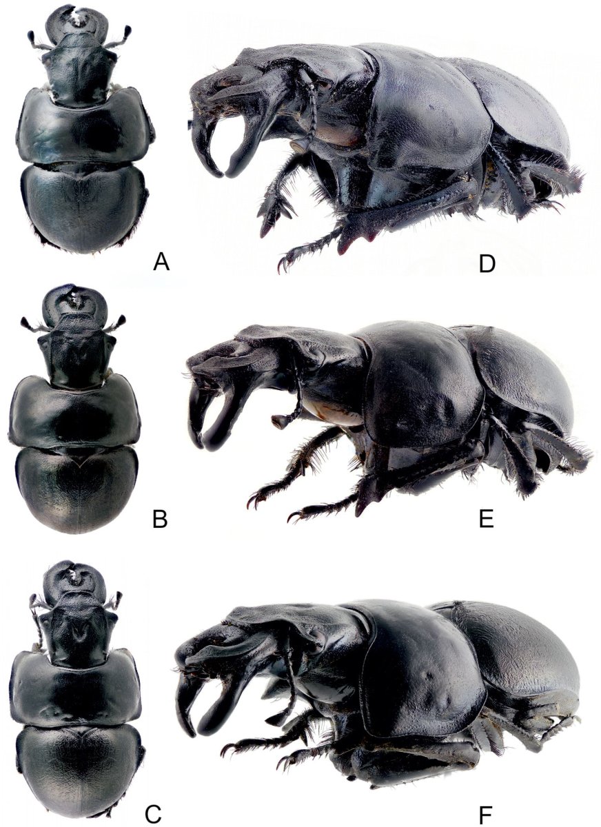 Природная броня животных Жуков