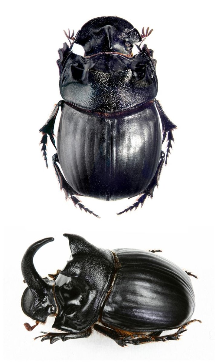 Жук амфибия