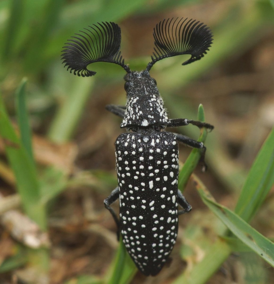 Черный Жук с длинными усами в квартире