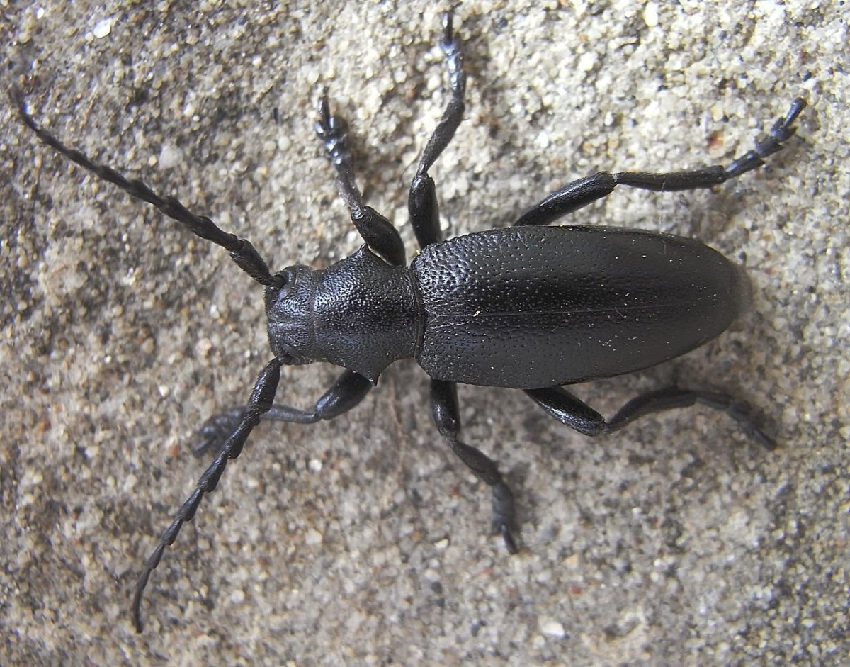 Скарабеи и жуки коллекция