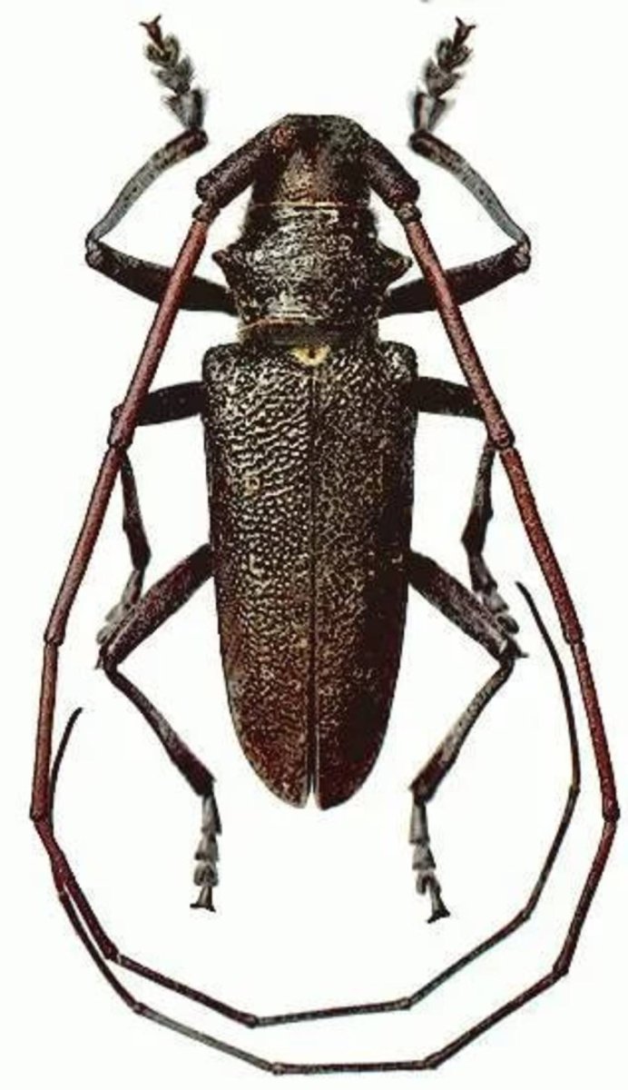 Жук в графике