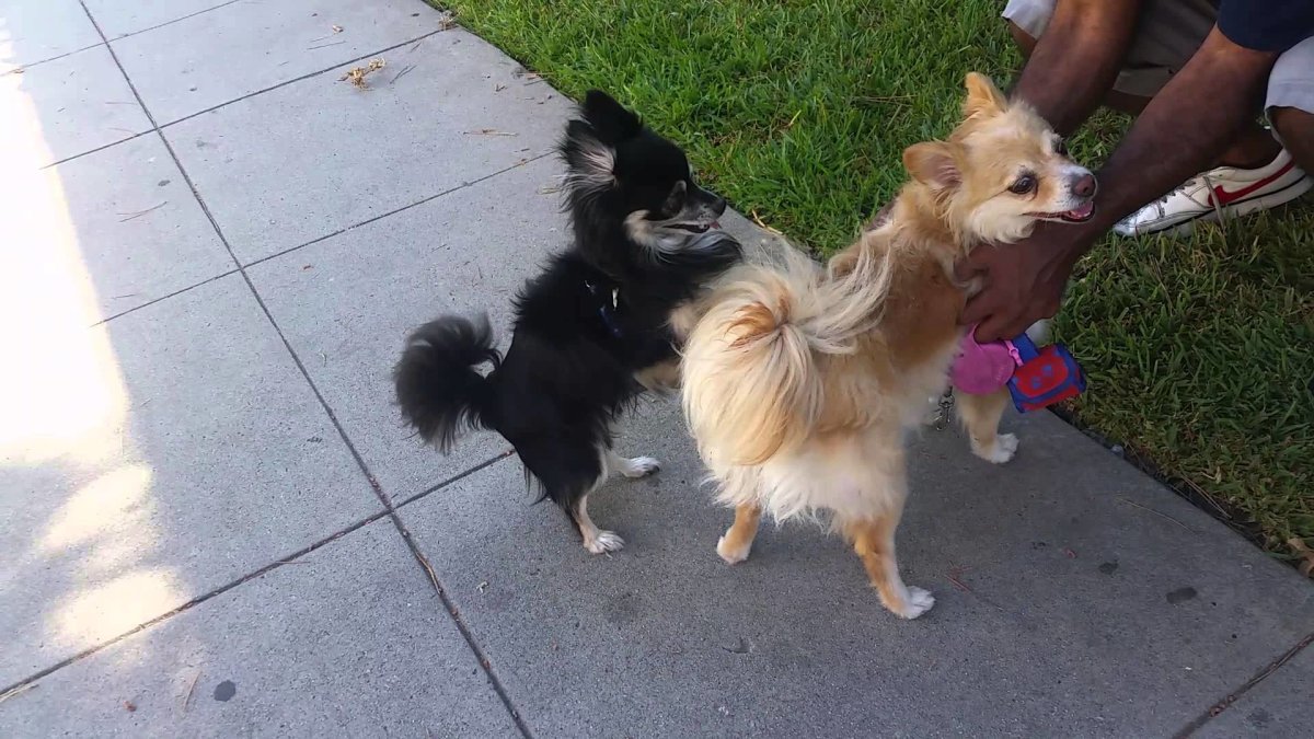 Порода помчи