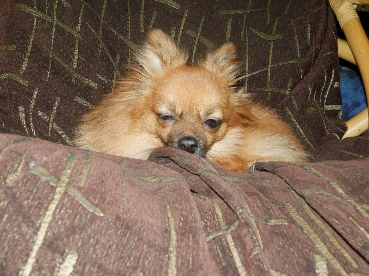 Чихуахуа и шпиц вместе