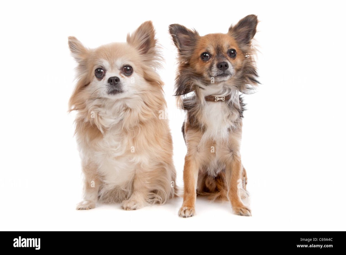 Помчи шпиц и чихуахуа