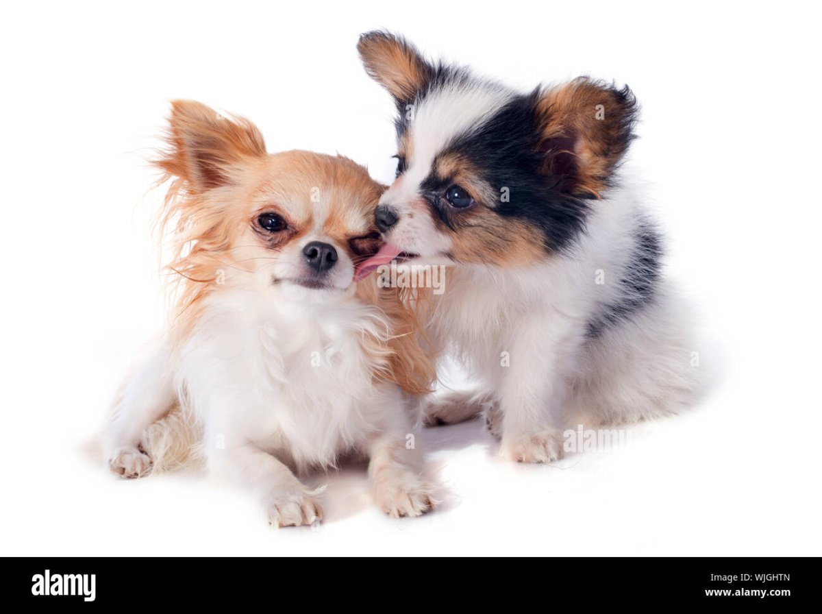 Померанский чихуахуа