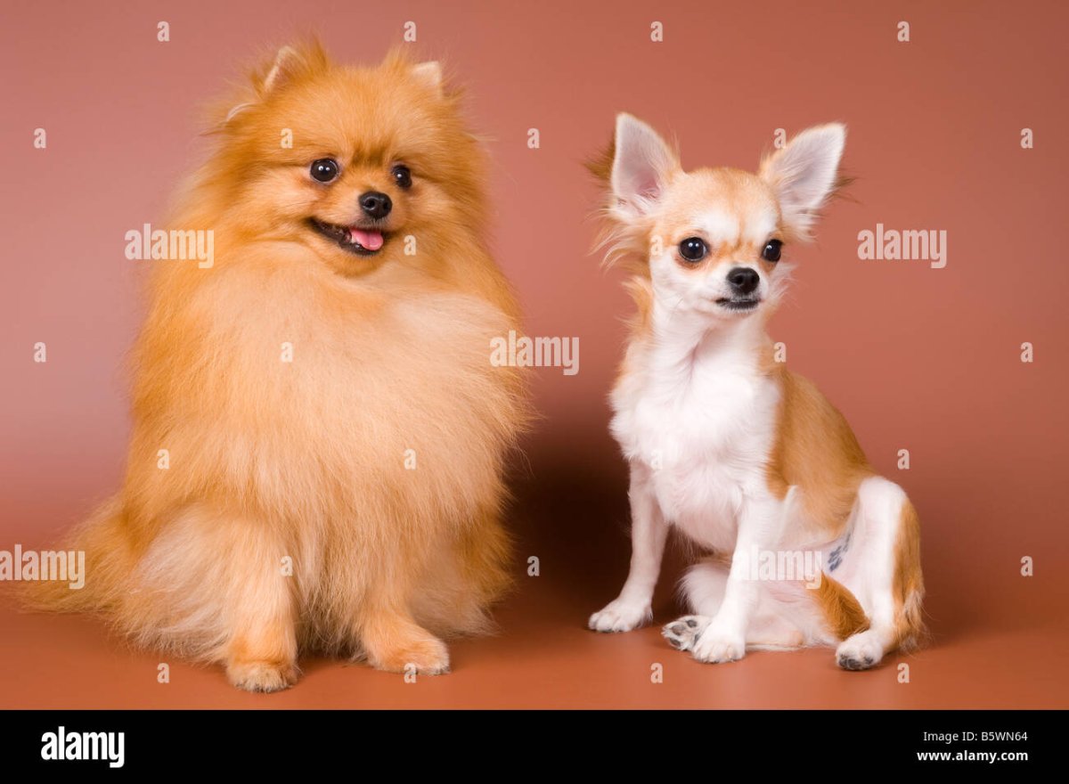 Чихуахуа помчи