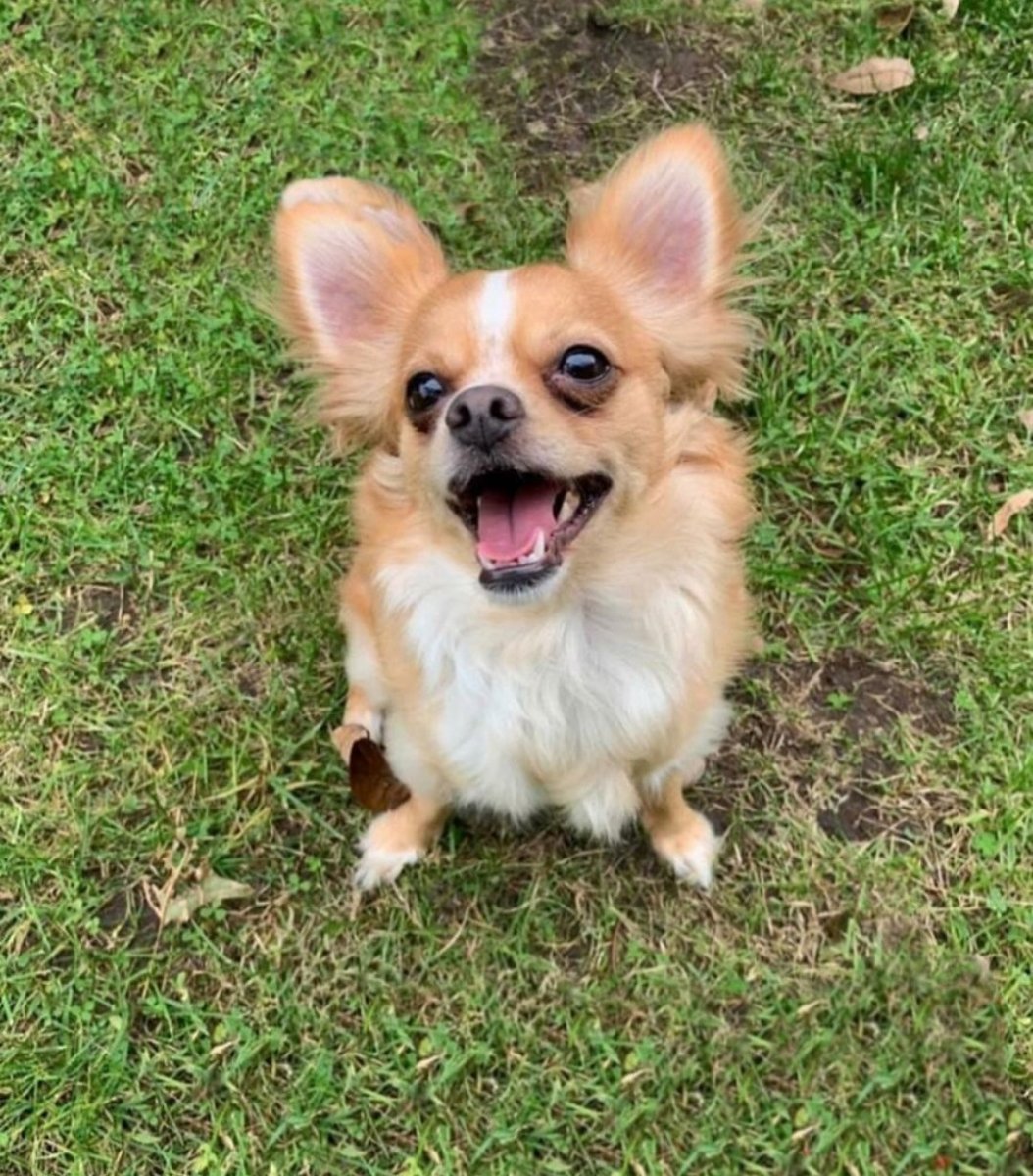 Груминг собак на белом фоне