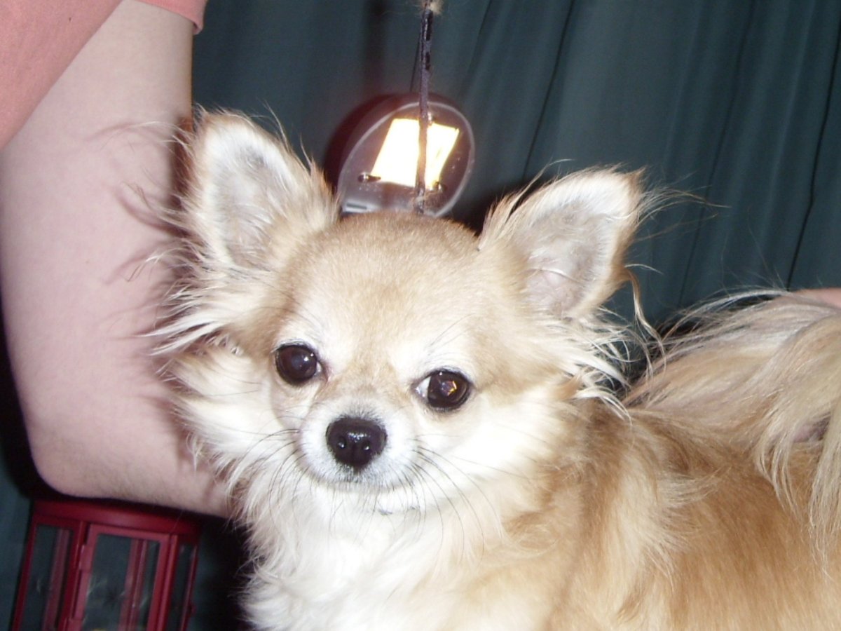 Метис шпица и чихуахуа черный